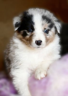 Les chiots de Berger Australien
