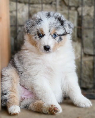 Les chiots de Berger Australien