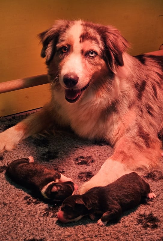 Berger Australien - Des Aussies Du Marais