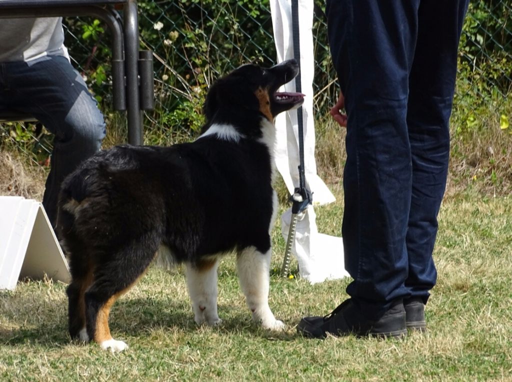 New pretty black doll Des Aussies Du Marais - Baby femelles : Très Prometteur