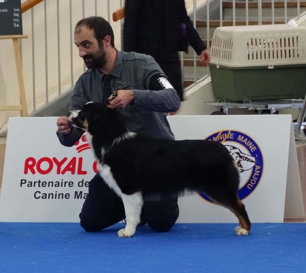 New pretty black doll Des Aussies Du Marais - Jeune femelle - Très bon