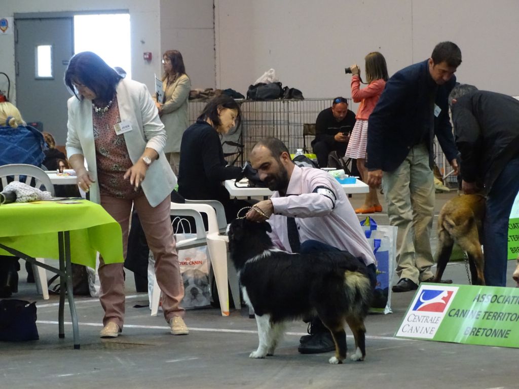 New pretty black doll Des Aussies Du Marais - Jeune femelles - 2ème Excellent /7