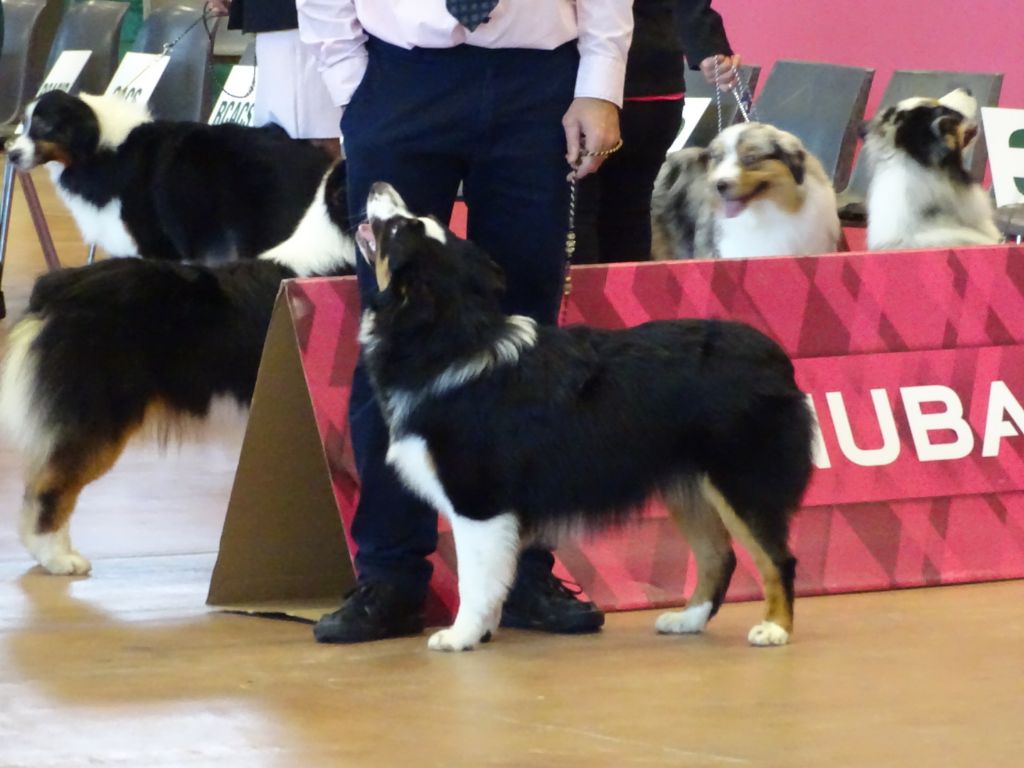 New pretty black doll Des Aussies Du Marais - Puppy femelles - Très Prometteur