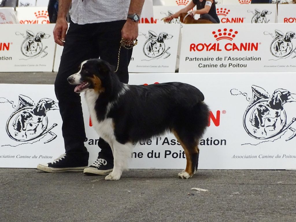 New pretty black doll Des Aussies Du Marais - Jeune femelles - 1 ère Excellent - BOS