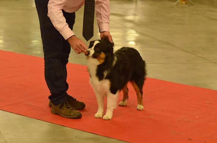 New pretty black doll Des Aussies Du Marais - Puppy femelles - Prometteur