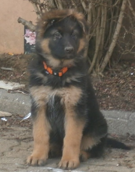 Chiot Elevage Des Terres De Feu Eleveur De Chiens Berger