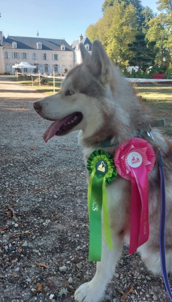 Upsa thanos Des Terres d'haïda