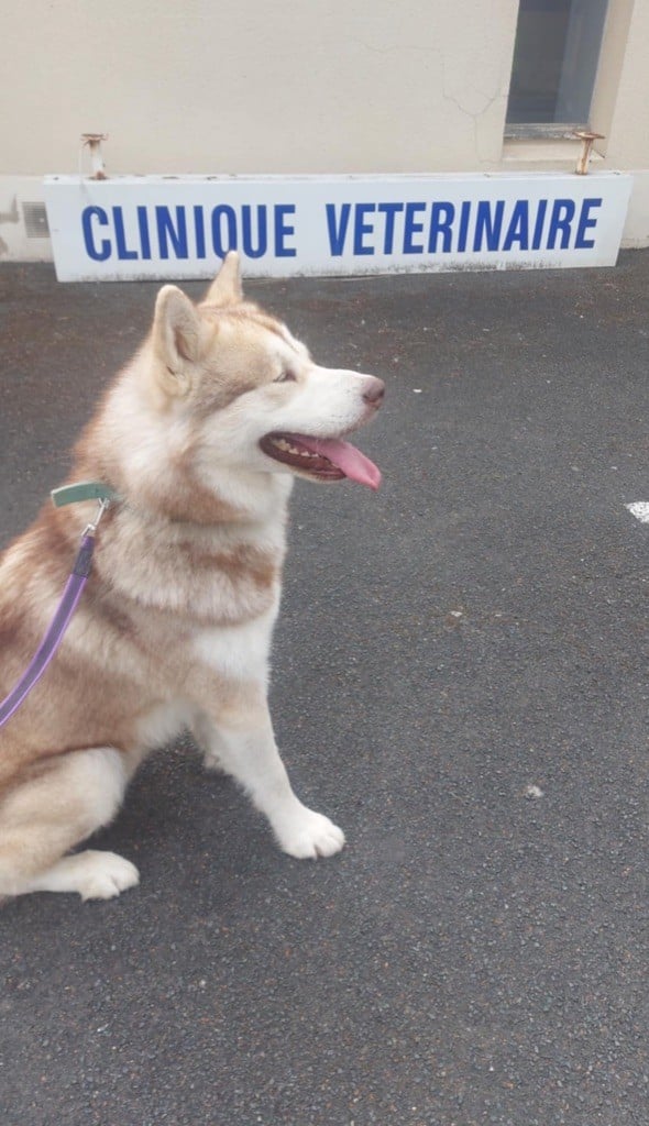 Upsa thanos Des Terres d'haïda