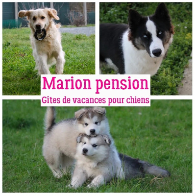 Marion Pension - Gîtes de vacances pour chiens