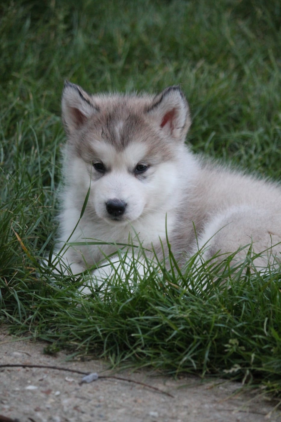 Chiot N°1