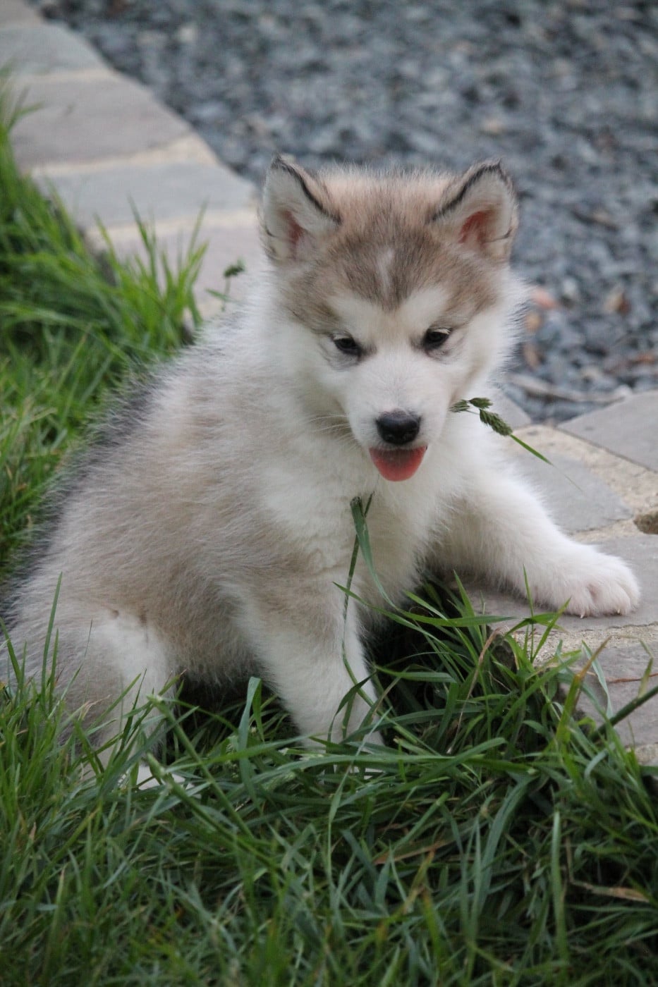 Chiot N°1