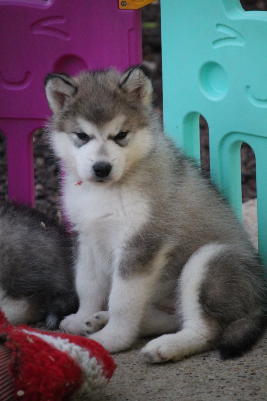 Chiot N°2