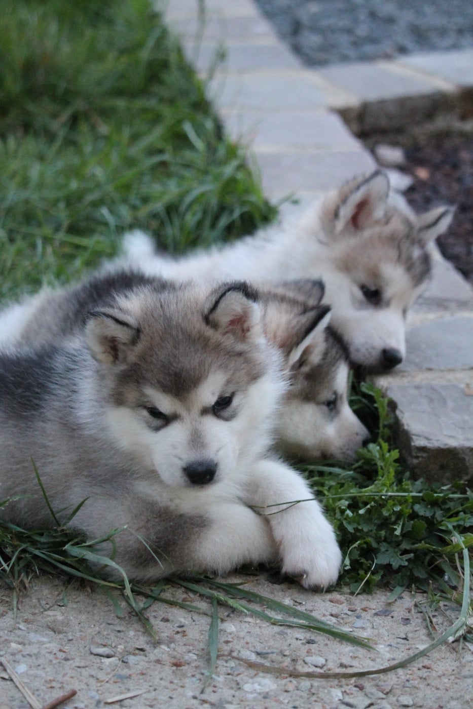 Chiot N°2