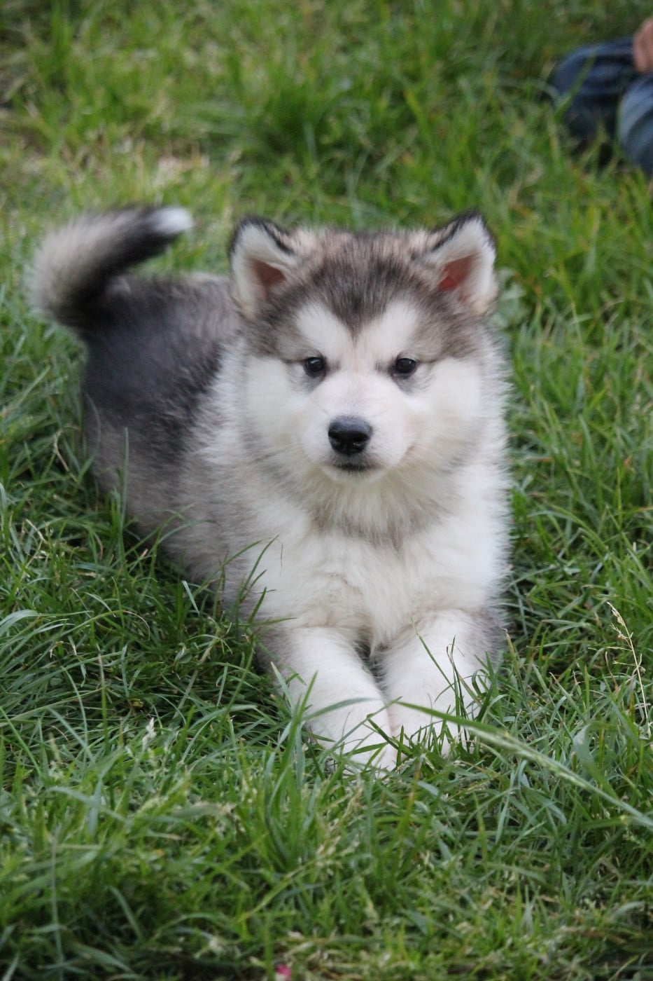 Chiot N°3