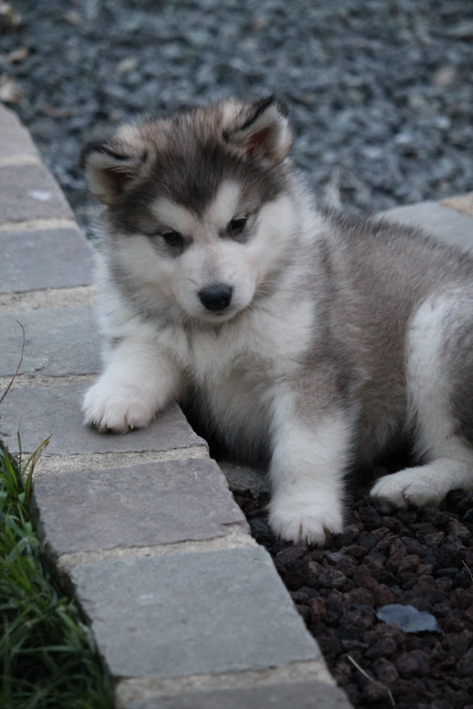 Chiot N°3