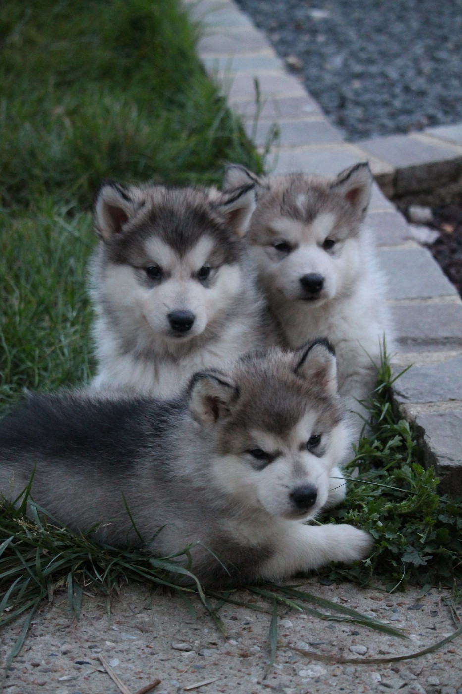 Alaskan Malamute - Des Terres d'haïda