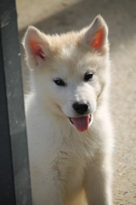Les chiots de Alaskan Malamute