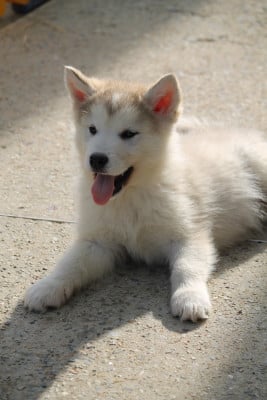 Les chiots de Alaskan Malamute