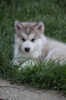 Les chiots de Alaskan Malamute