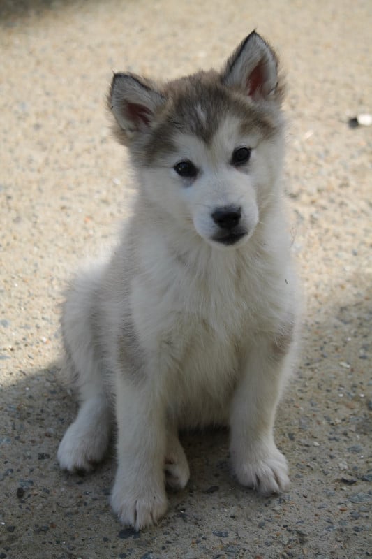 Alaskan Malamute - Des Terres d'haïda