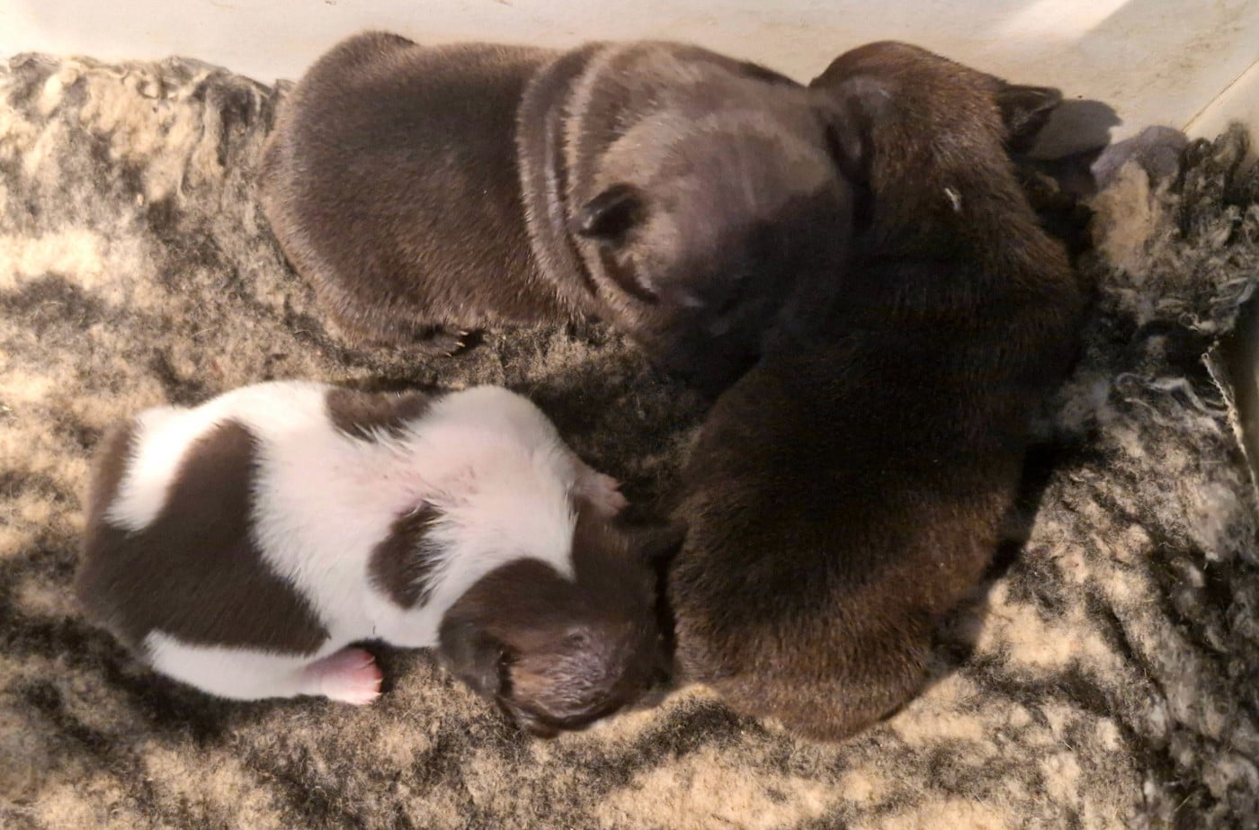 CHIOT 2 - Bouledogue français