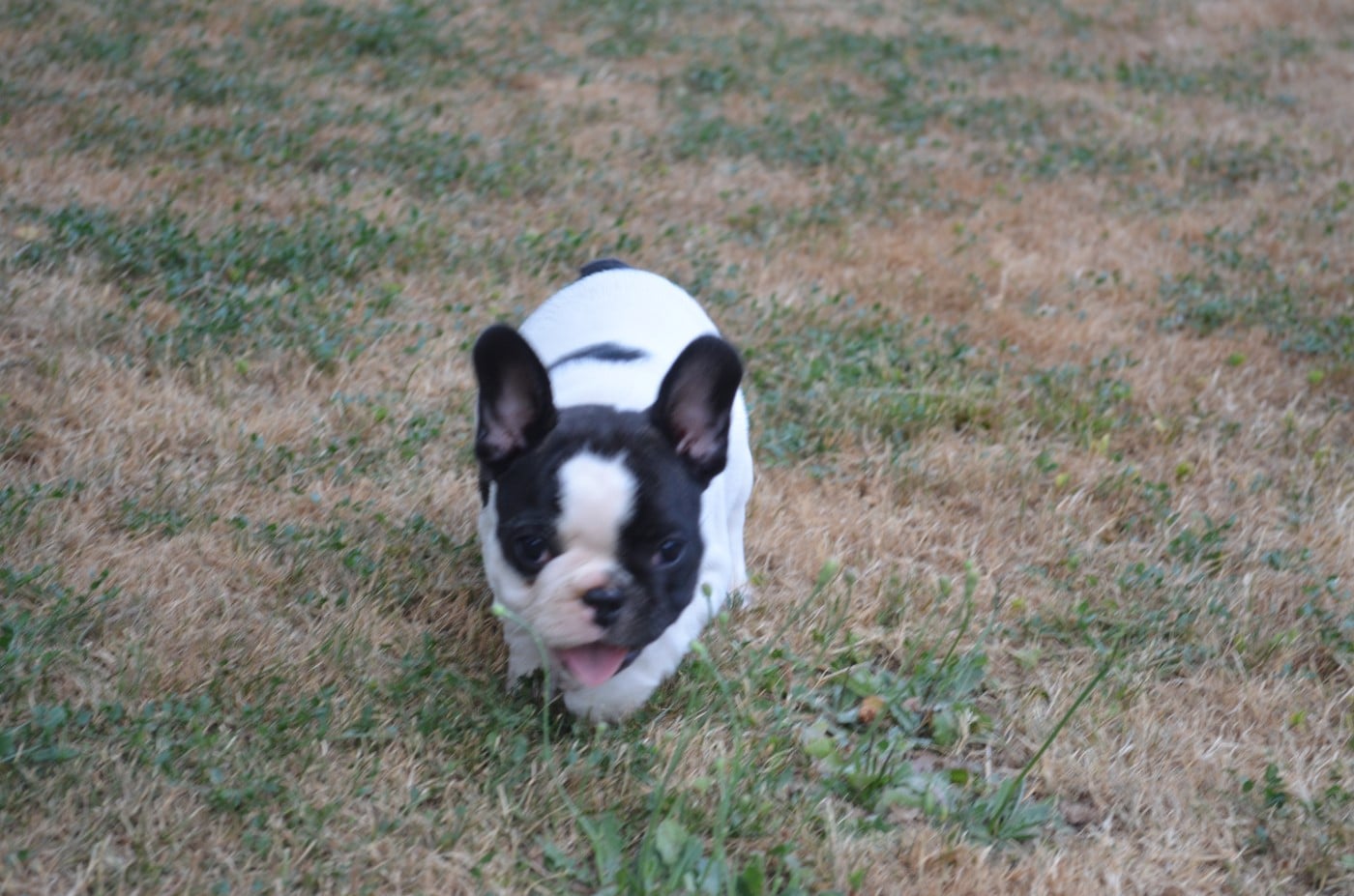 BELLA