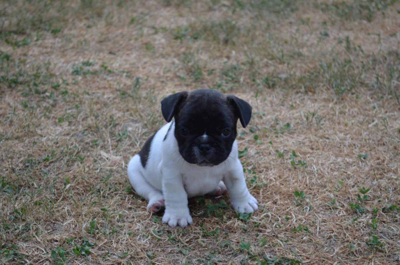 CHIOT 2