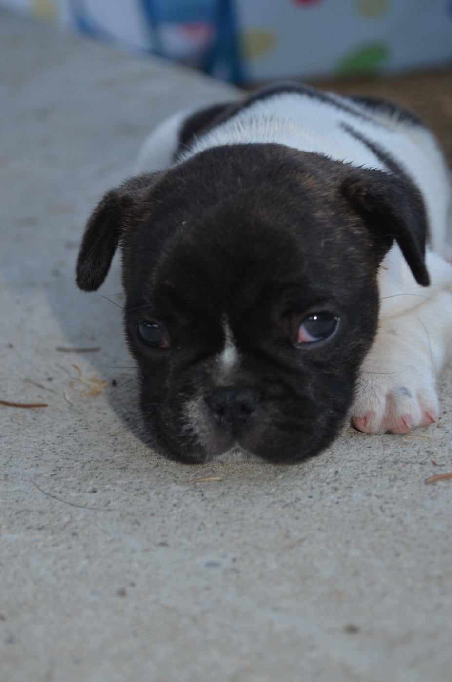 CHIOT 2