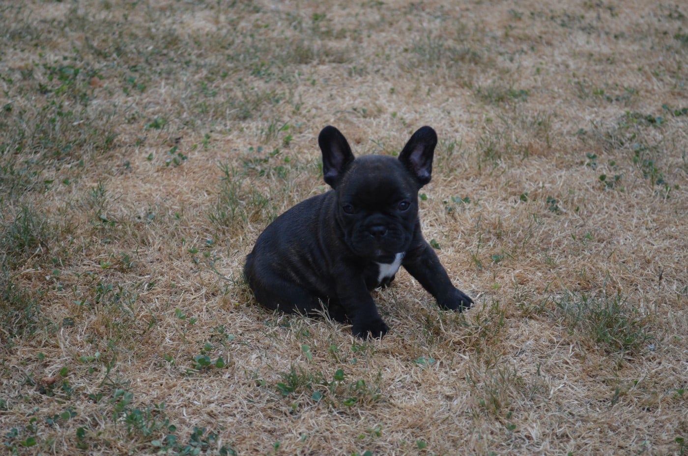 CHIOT 3
