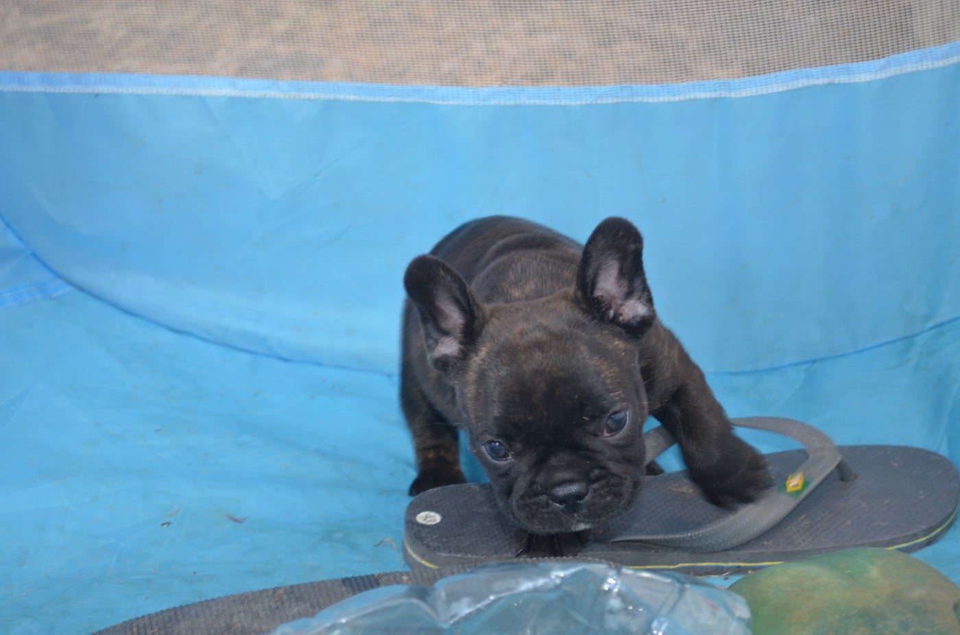CHIOT 3