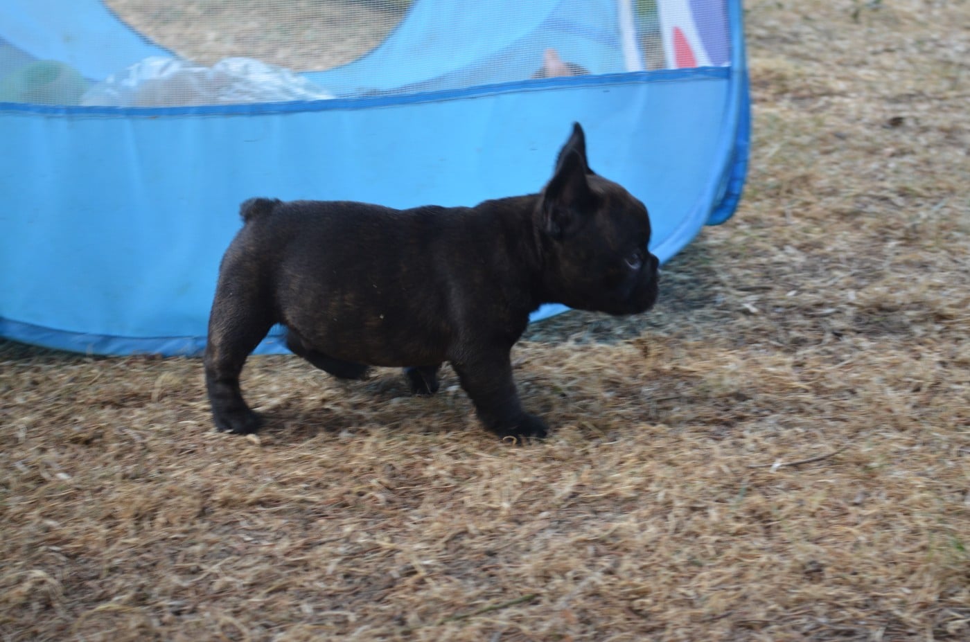 CHIOT 3