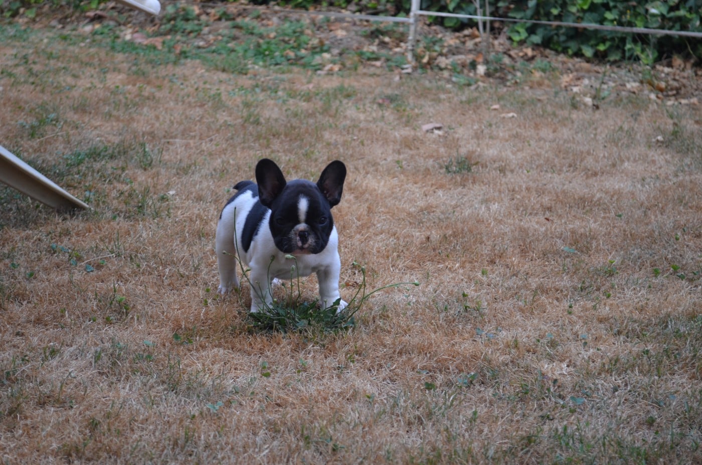 BUCK - Bouledogue français