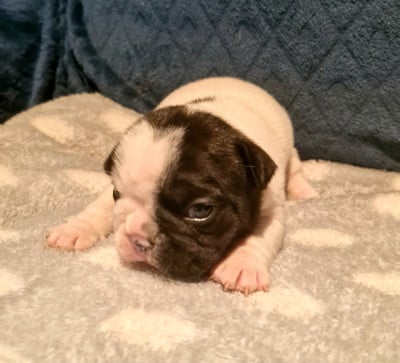 Les chiots de Bouledogue français