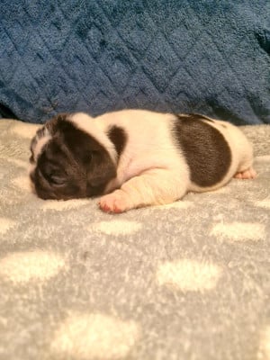 Les chiots de Bouledogue français
