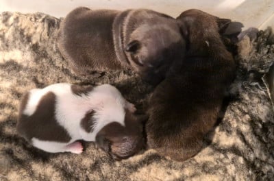 Bouledogue français