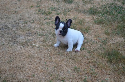 Les chiots de Bouledogue français