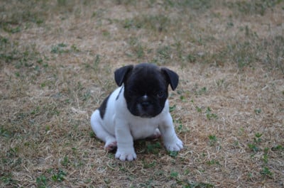 Les chiots de Bouledogue français