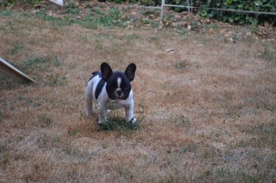 Les chiots de Bouledogue français