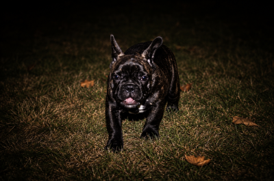 Les chiots de Bouledogue français