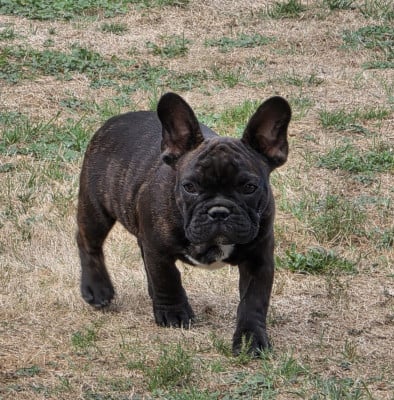 Bouledogue français