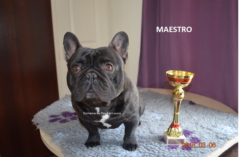 Maestro De La Belle Chanel - 1er excellent