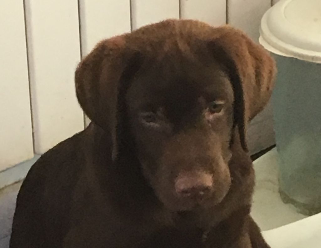 Chien Labrador Retriever Oxford Des Yeux Doux