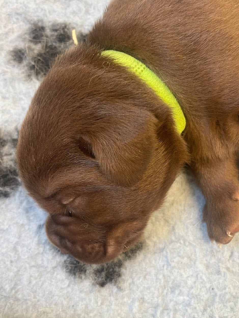 Collier jaune - Labrador Retriever