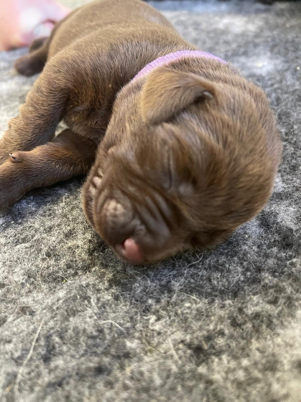 Collier violet - Labrador Retriever