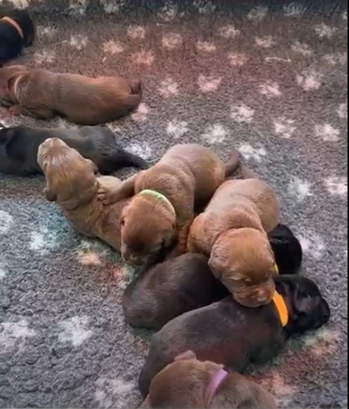 Labrador Retriever - De La Vallée Du Goldor