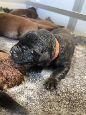 Les chiots de Labrador Retriever