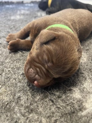 Les chiots de Labrador Retriever