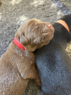 Les chiots de Labrador Retriever