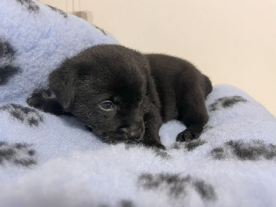 Les chiots de Labrador Retriever
