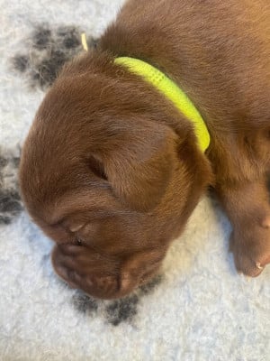Les chiots de Labrador Retriever